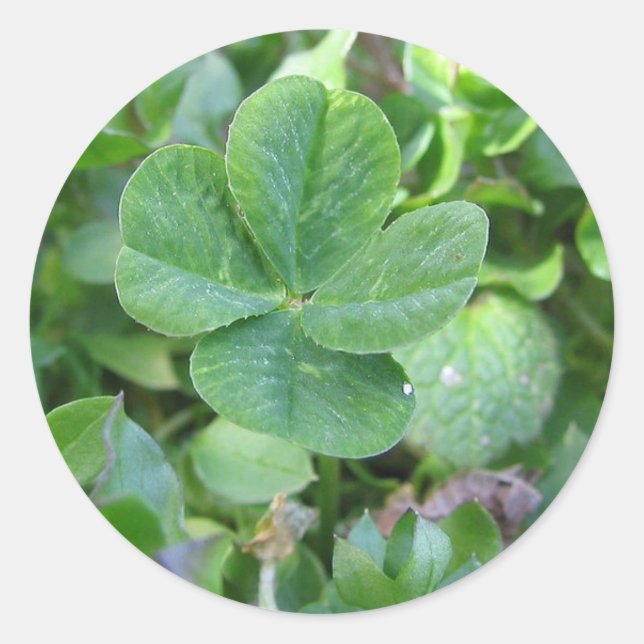 vierblättriges Kleeblatt Runder Aufkleber (Vorderseite)