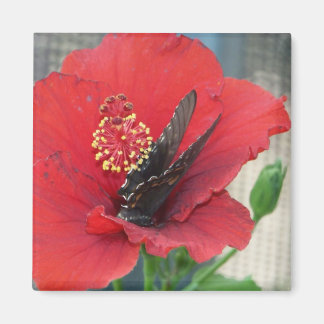 Viereckmagnet mit Butterfly auf roter Blume Magnet