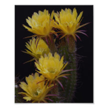 Vierfache der Kakteen-Blume
