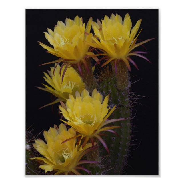 Vierfache der Kakteen-Blume Fotodruck (Vorne)