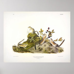 Viergestreiftes Ground Eichhörnchen oder Colorado  Poster