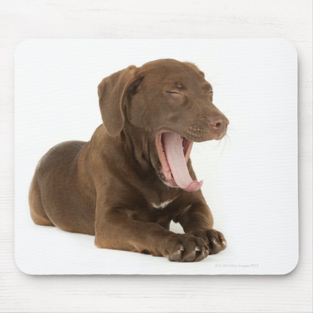 Viermonatiger Schokolade-Labrador Welpengähne Mousepad (Vorne)
