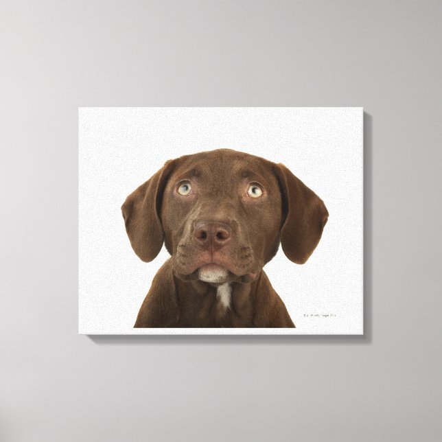 Viermonatiges Puppy-Labrador-Portrait Leinwanddruck (Vorderseite)