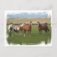 Viertelfinale Pferdeherde Postkarte