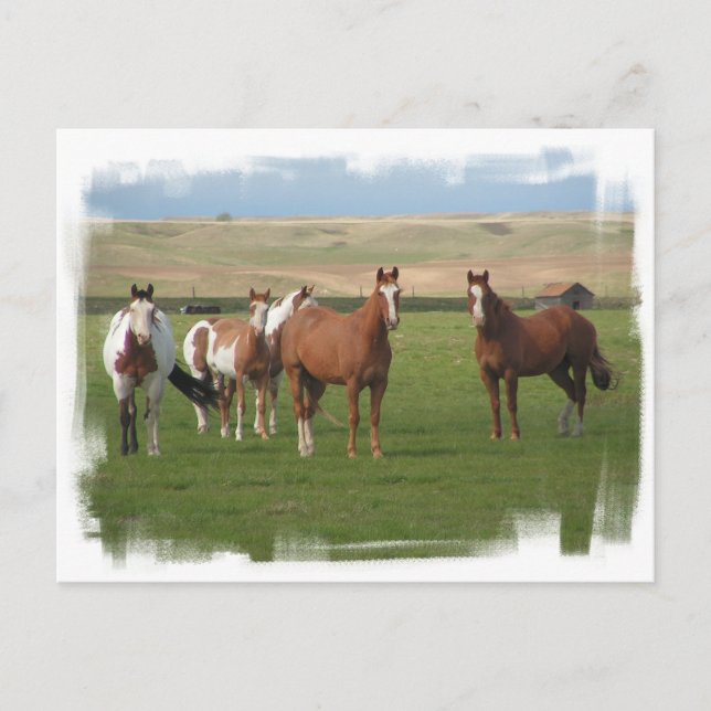 Viertelfinale Pferdeherde Postkarte (Vorderseite)