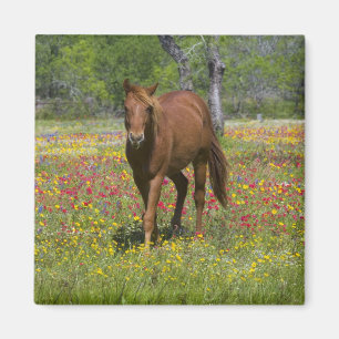 Vierteljahrpferd in Wildblumen Magnet