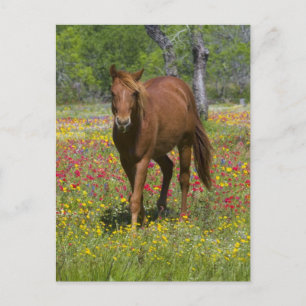 Vierteljahrpferd in Wildblumen Postkarte