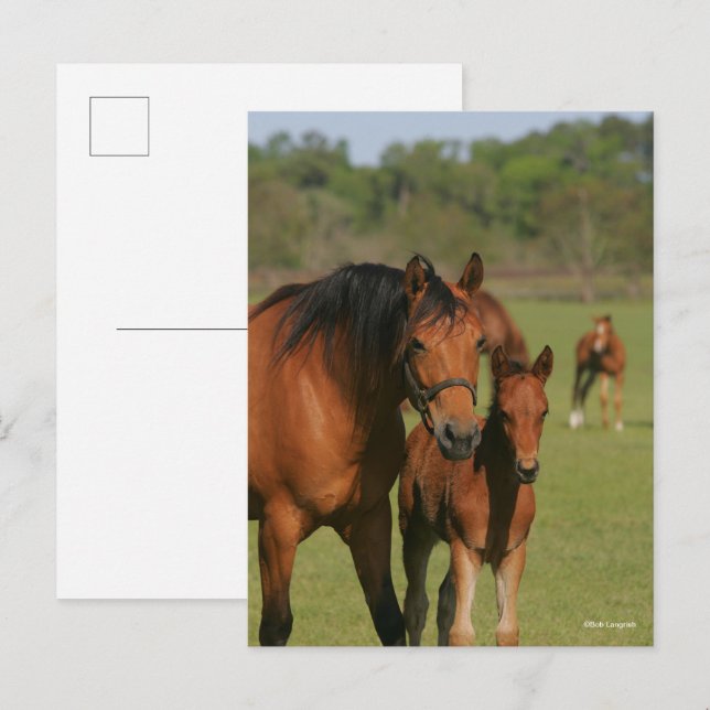 Vierteljahrpferde und Fohlen Stehend Postkarte (Vorne/Hinten)