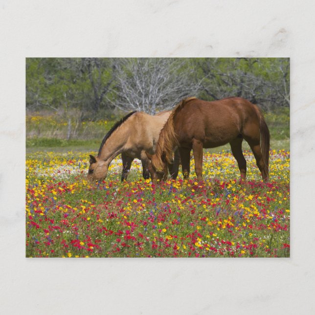 Viertelpferd auf dem Gebiet der Wildblumen nähern Postkarte (Vorderseite)