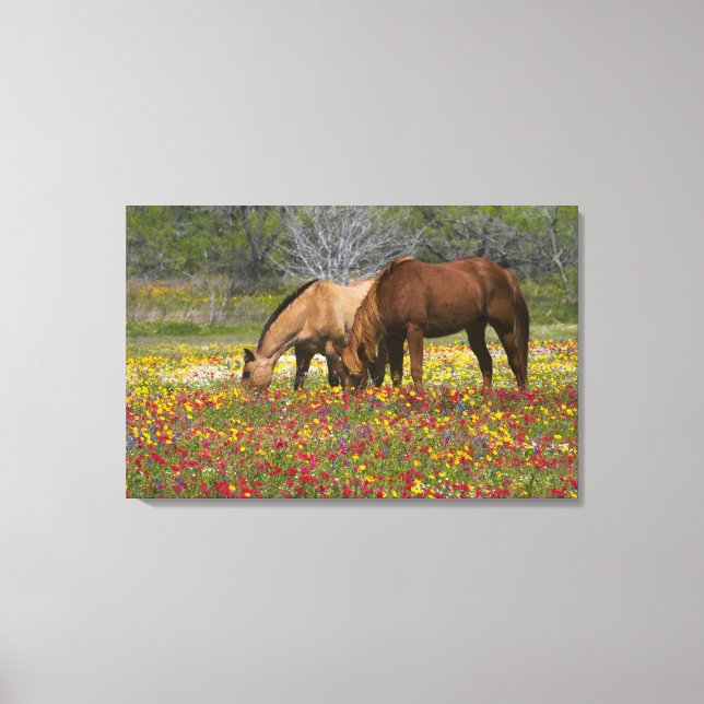 Viertelpferd im Feld der Wildblumen bei Cuero Leinwanddruck (Vorderseite)
