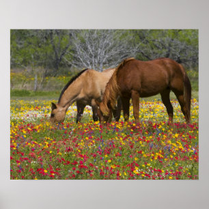 Viertelpferd im Feld der Wildblumen bei Cuero Poster