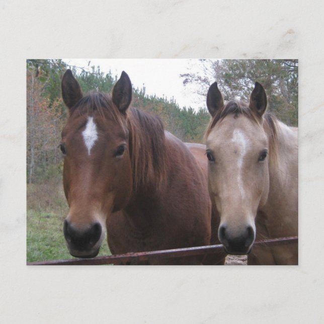 Viertelpferd Postkarte (Vorderseite)