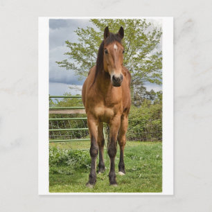 Viertelpferd Postkarte