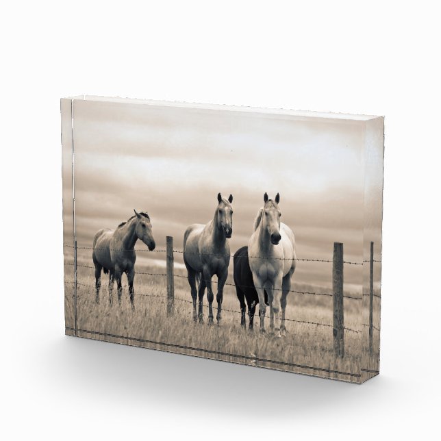 Viertelpferde auf der kanadischen Prärie Fotoblock (Rechts)