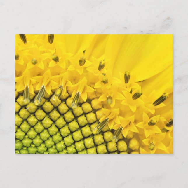 Viertersonne Postkarte (Vorderseite)