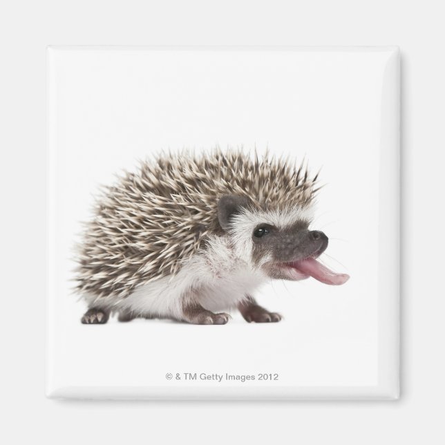 Vierziger-Igel - Atelerix albiventris Magnet (Vorne)