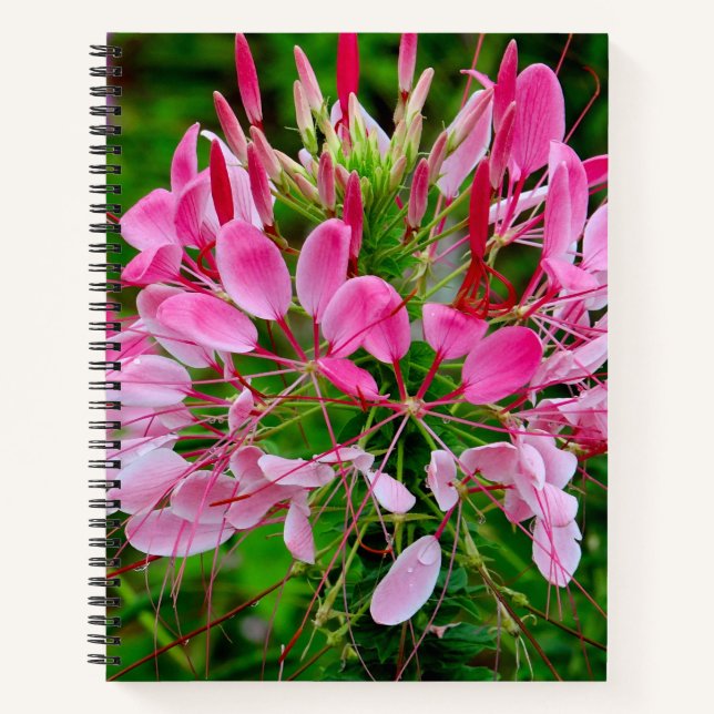Vietnam - Flower on Ha Giang Plateau Notizbuch (Vorderseite)