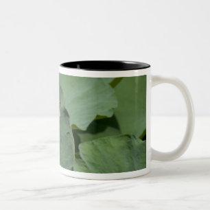 Vietnam, nahe Saigon) My Tho. Vinh Trang 2 Zweifarbige Tasse