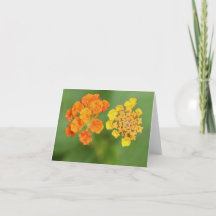Vietnamesischer Jeden Anlaß Lantana Notecard
