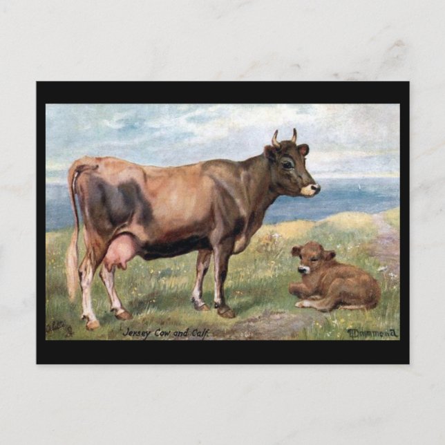 Vieux carte postale - Jersey Cow and Calf (Devant)