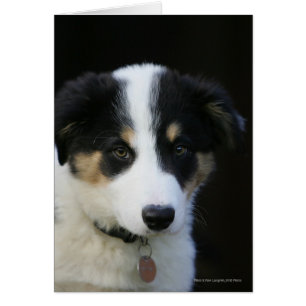 Vieux chiot de border collie de 12 semaines