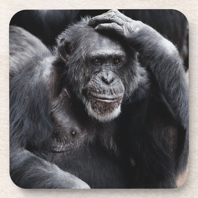 Vieux dessous de verre de Chimpanzé (Devant)