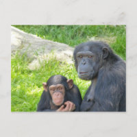 Vieux et Jeune Chimpanzé - Carte postale