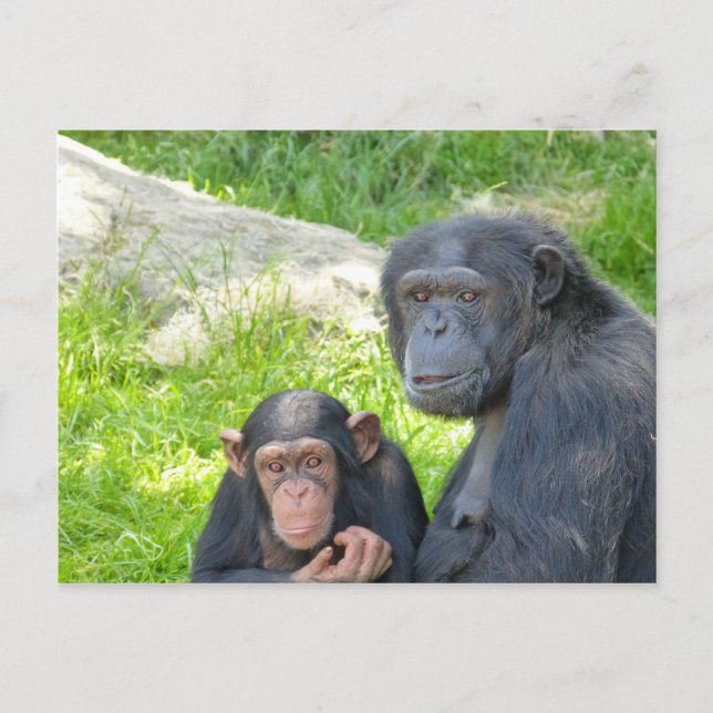 Vieux et Jeune Chimpanzé - Carte postale (Devant)