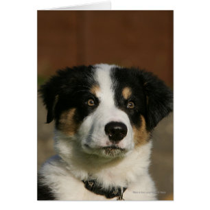 Vieux Headshot de chiot de border collie de 12