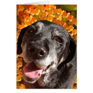 Vieux Labrador noir