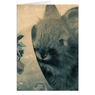 Vieux lapin défraîchi photo Toutes les occasions