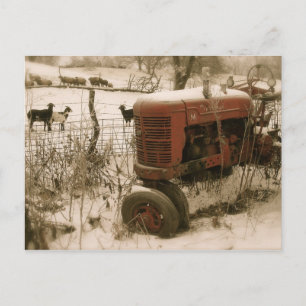 Vieux tracteur rouge avec chèvres Carte postale de