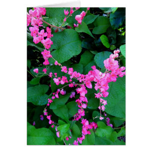 Vigne de corail rose