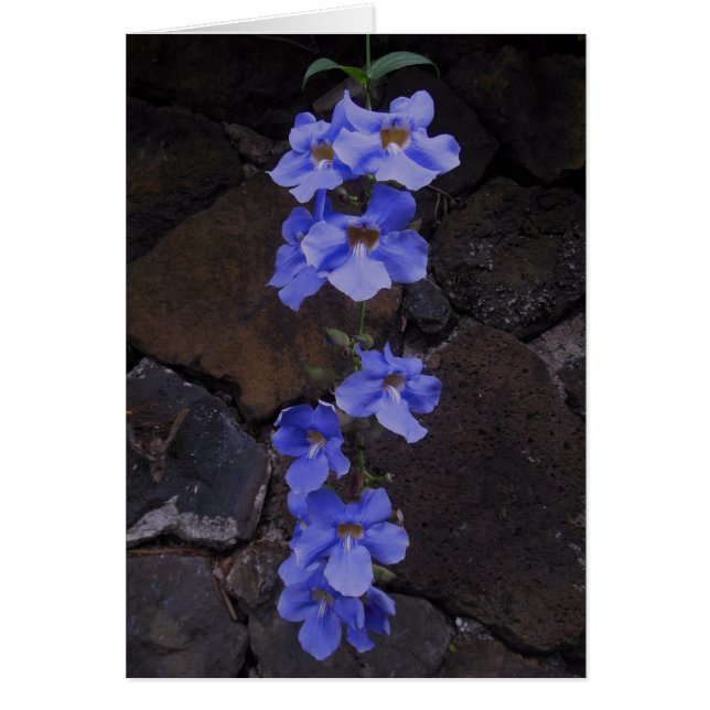 Vigne de trompette du Bengale (Devant)