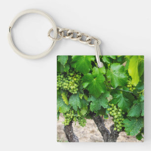 Vignes de raisins de cuve, France