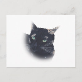 Vignette von Tortoise Muschel Katzengesicht Postka Postkarte
