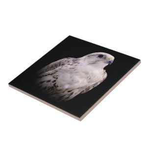 Vignetted Portrait eines inquisitiven Saker Falken Fliese
