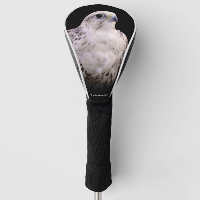Vignetted Portrait eines inquisitiven Saker Falken Golf Headcover (Vorderseite)