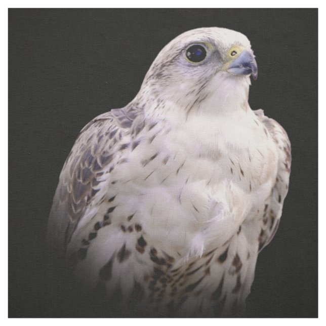 Vignetted Portrait eines inquisitiven Saker Falken Stoff (Muster)
