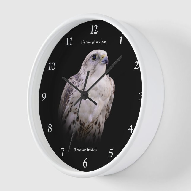 Vignetted Portrait eines inquisitiven Saker Falken Uhr (Winkel)
