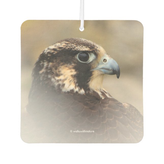 Vignettiertes Profil eines Peregrine Falken Autolufterfrischer (Vorderseite)