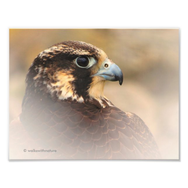 Vignettiertes Profil eines Peregrine Falken Fotodruck (Vorne)