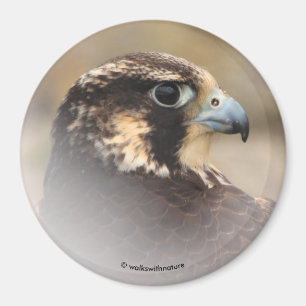 Vignettiertes Profil eines Peregrine Falken Magnet