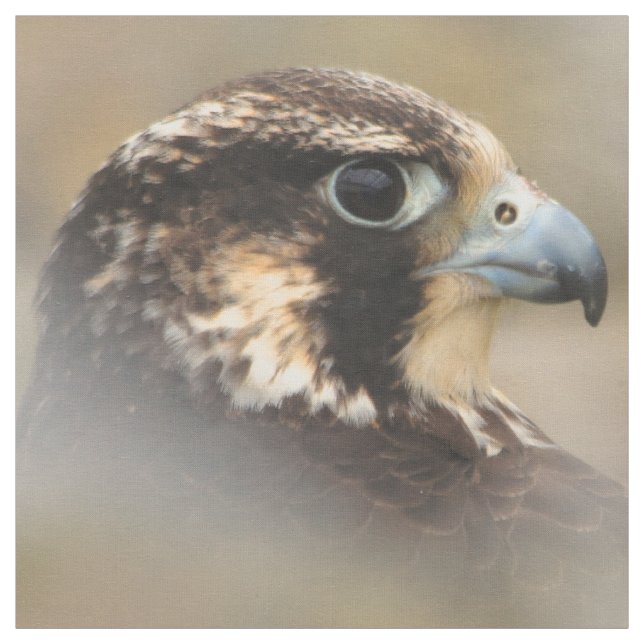 Vignettiertes Profil eines Peregrine Falken Stoff (Muster)