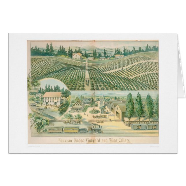 Vignoble de Nouveau Medoc et caves (1213A) (Devant horizontal)