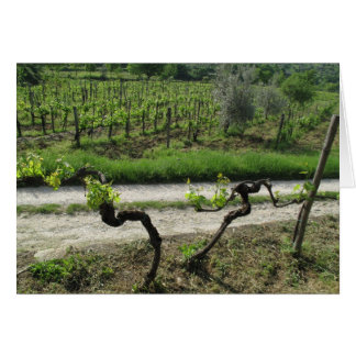 Vignoble du Chianti en Toscane Région vinicole Ita