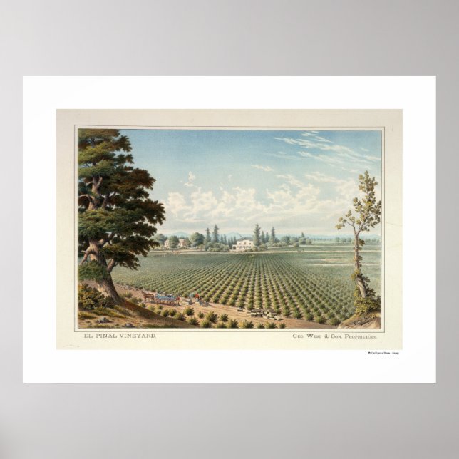 Vignoble El Pinal, San Joaquin Poster du Comté (Devant)