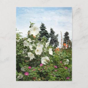 Vignoble Jardin Fleurs d'été Cartes postales perso