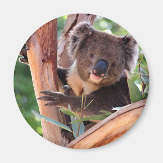 Viktorianisch Koala Magnet
