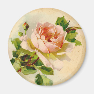 Viktorianisch Rosa Rose Magnet
